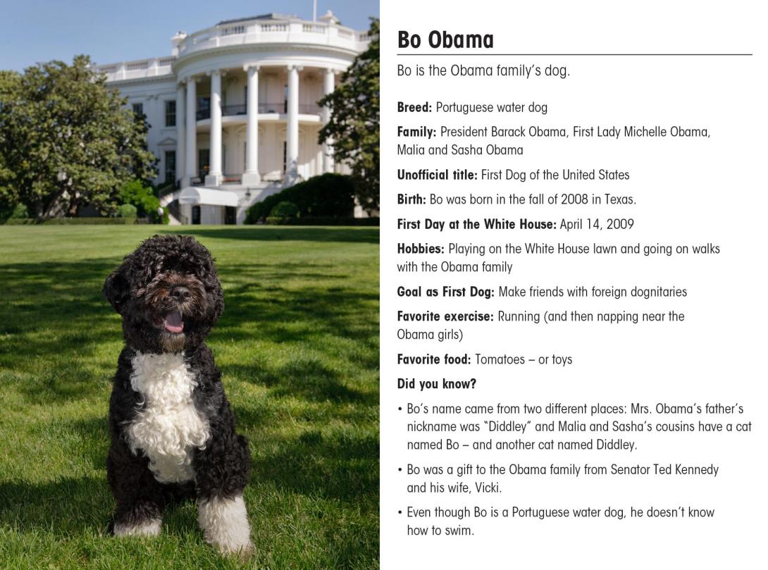 Bo Obama's official White House Baseball Card.