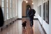 President Barack Obama runs down the East Colonnade with family dog, Bo, on the dog's initial visit to the White House, March 15, 2009. Bo came back to live at the White House in April.