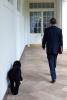 President Barack Obama and Bo, the Obama family dog, walk along the Colonnade of the White House, September 10, 2010.