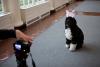 Bo, the Obama family dog is videotaped for the Easter Egg Roll in the East Colonnade of the White House, February 29, 2012. 