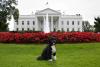 Bo, the Obama family dog, poses for a photo on the North Lawn of the White House, September 28, 2012.