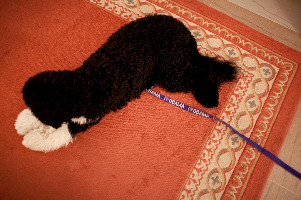 The Obama family dog, Bo, lies on a carpet in the White House on July 27, 2009.