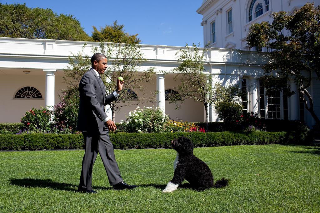 President Barack Obama throws a ball for Bo, the family dog, in the Rose Garden of the White House, September 9, 2010.