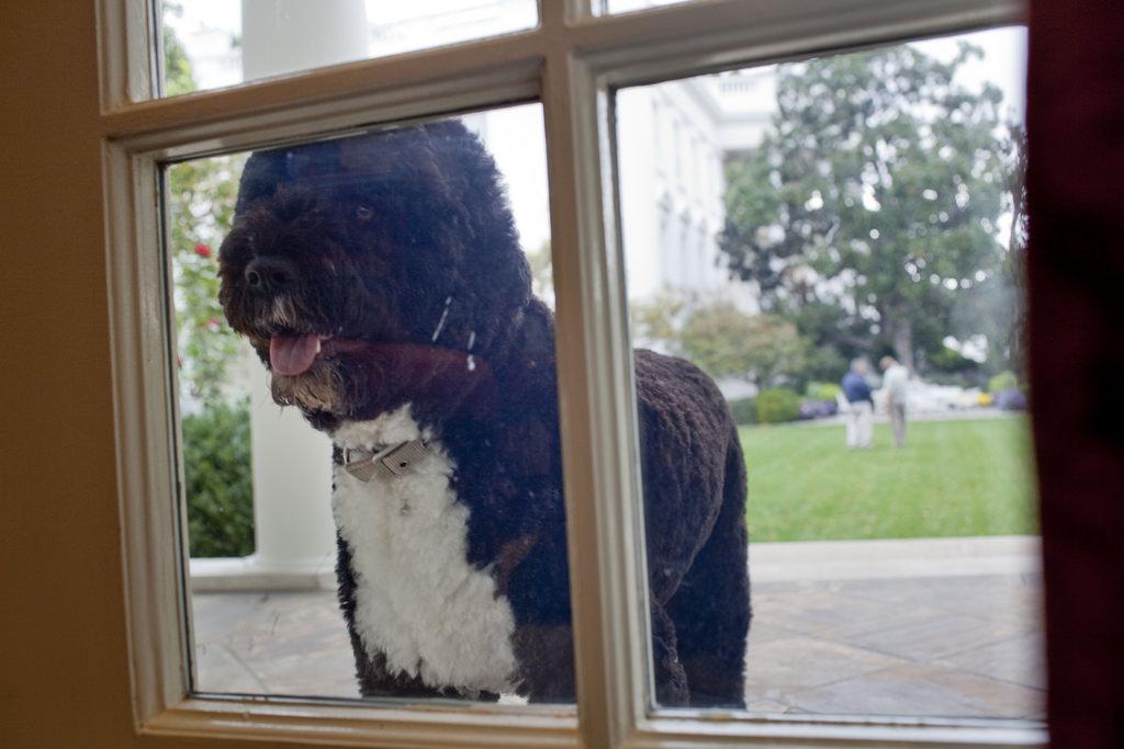 Bo, the Obama family dog, peers into the Outer Oval Office from the White House Colonnade, October 26, 2010.