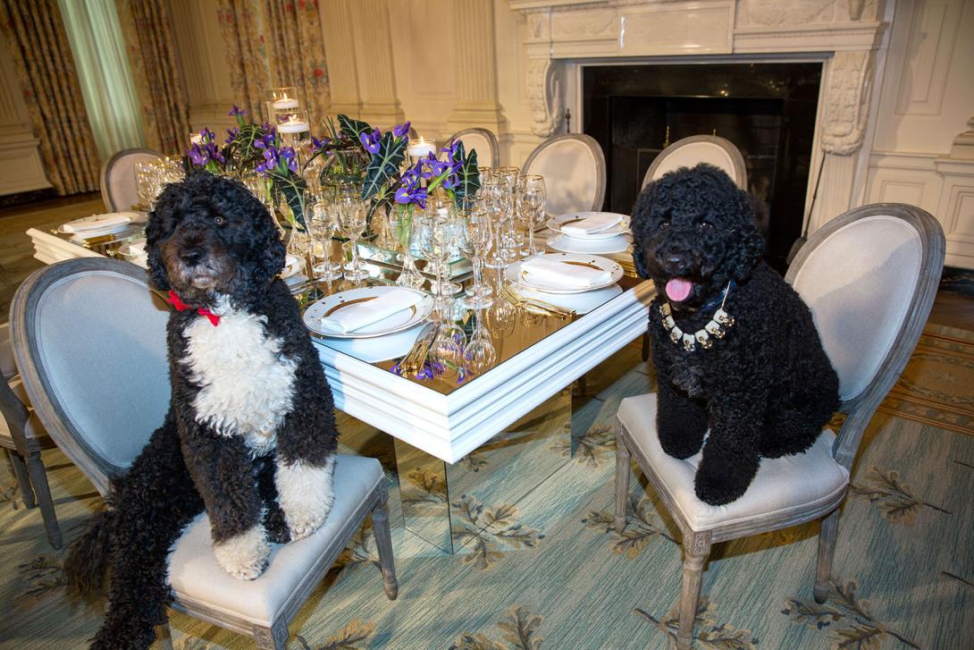 Obama family pets Bo, left, and Sunny sit at a table in the State Dining Room of the White House, February 10, 2014. The table settings will be used at the State Dinner for President François Hollande of France.
