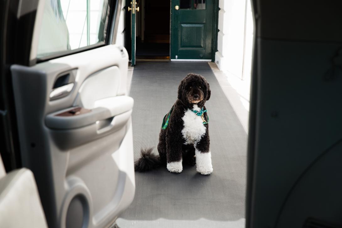 Bo, the Obama family dog, waits for First Lady Michelle Obama on the South Lawn driveway before departing the White House, March 20, 2013. Bo accompanied Mrs. Obama during her visit to Maryland Fisher House IV at Walter Reed National Military Medical Cent