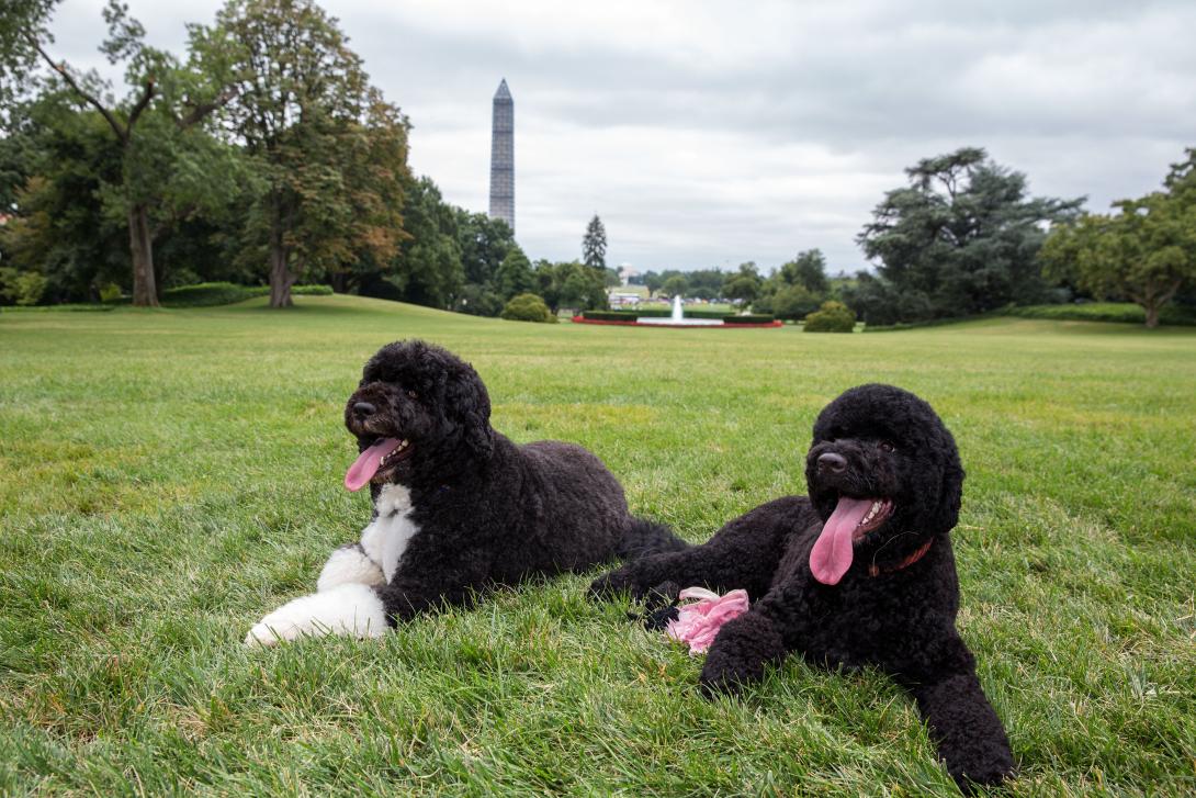 Bo, left, and Sunny, the Obama family dogs, on the South Lawn of the White House, August 19, 2013.