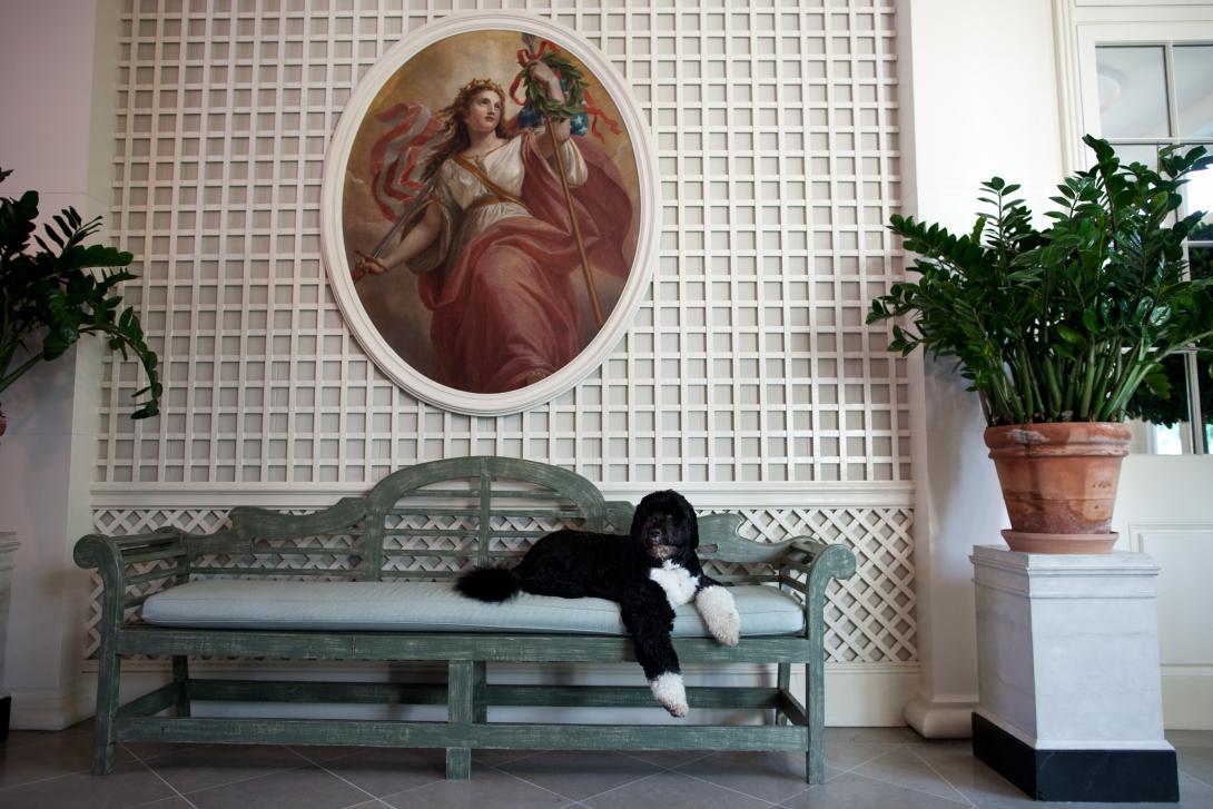 Bo, the Obama family dog, lounges in the West Garden Room of the White House, September 15, 2011.