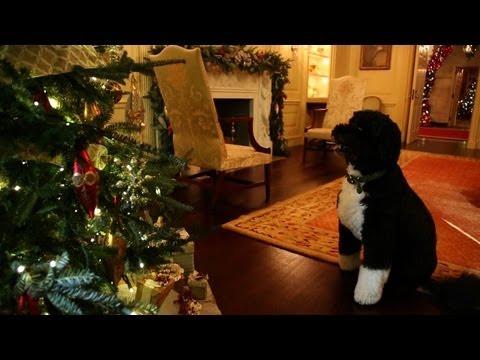 Bo Inspects the 2012 White House Holiday Decorations