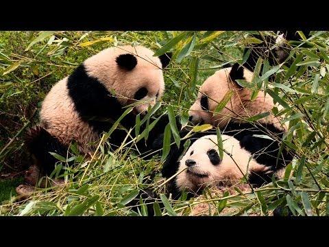 Raw Video: Behind the Scenes at Chengdu Panda Base with First Lady Michelle Obama